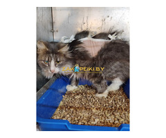 Кошка Маша! Ищет дом! Срочно!