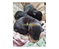 Срочно нужна передержка или дом щенкам! Сос! Хотят закопать!