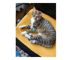 Кошка Лада ищет дом! В дар! Хотят выкинуть. Сос!