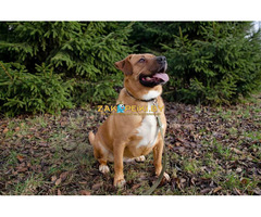 Собака Булочка из Усыпалки в дар! Метис стаффа