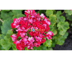 Герань розебудная,- молодой кустик