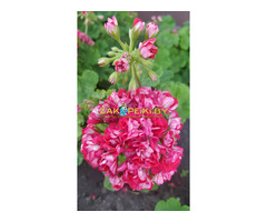 Герань розебудная,- молодой кустик