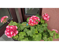 Герань розебудная,- молодой кустик