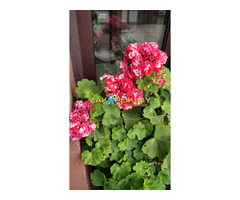 Герань розебудная,- молодой кустик