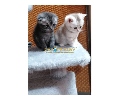 Котята шотландской вислоухой