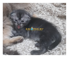 Котята вислоухие шотландские