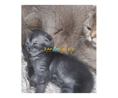 Котята вислоухие шотландские