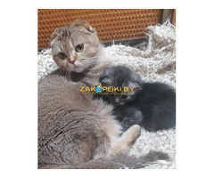 Котята вислоухие шотландские