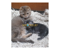 Котята вислоухие шотландские