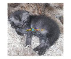 Котята вислоухие шотландские