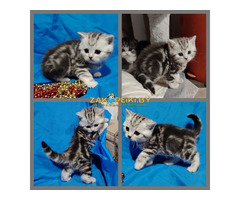 Котята большой выбор.