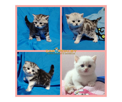 Котята большой выбор.