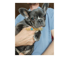 Французский бульдог девочка. Доставка.