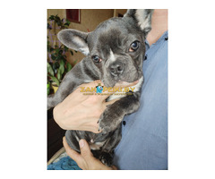 Французский бульдог девочка. Доставка.