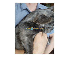 Французский бульдог девочка. Доставка.