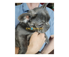 Французский бульдог девочка. Доставка.