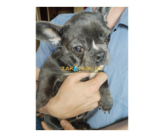 Французский бульдог девочка. Доставка.