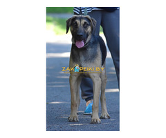 Рей и Джесс ищут дома, собака в дар!