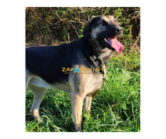 Рей и Джесс ищут дома, собака в дар!