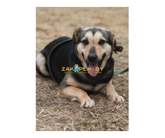 Собаки в дар