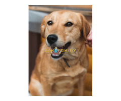 Собаки в дар