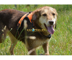 Собаки в дар