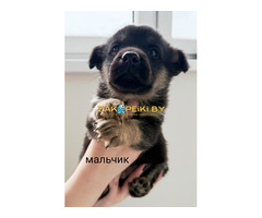 Щенкам нужен дом