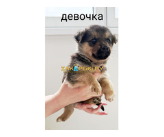 Щенкам нужен дом