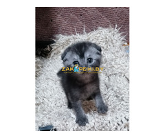 Котята вислоухие шотландские