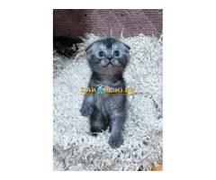 Котята вислоухие шотландские