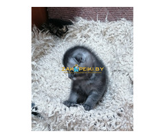 Котята вислоухие шотландские