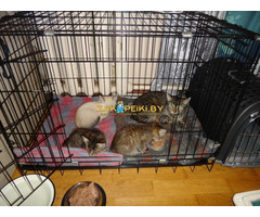 Клетка для передержки животных прокат в Минске