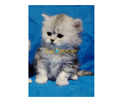 Шикарные котята.