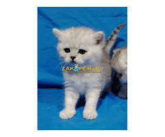 Шикарные котята.