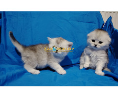 Шикарные котята.