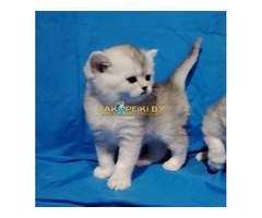 Шикарные котята.