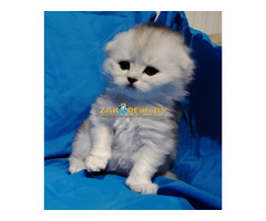 Шикарные котята.