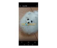 Щенок померанский шпиц.