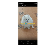 Щенок померанский шпиц.