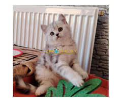 Очаровательные котята.