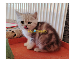 Очаровательные котята.