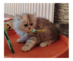 Очаровательные котята.