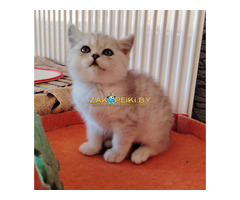 Очаровательные котята.