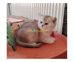 Очаровательные котята.