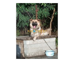 Рыжику очень нужен дом. СОБАКА В ДАР! ИЩЕТ ДОМ!