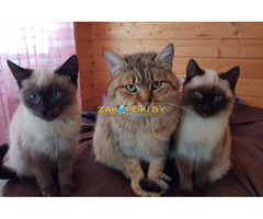 Котики очень срочно ищут дом