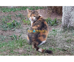Котики очень срочно ищут дом