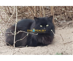 Котики очень срочно ищут дом