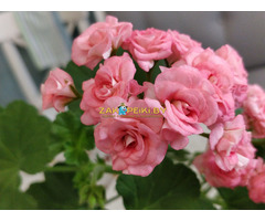 Розебудные цветущие герани Antique Rose - 15 и 22 рублей