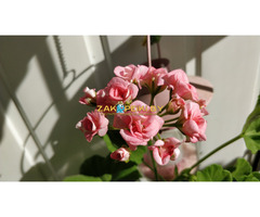 Розебудные цветущие герани Antique Rose - 15 и 22 рублей
